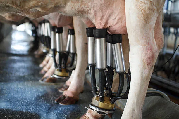 row of cows being milked vision de la empresa